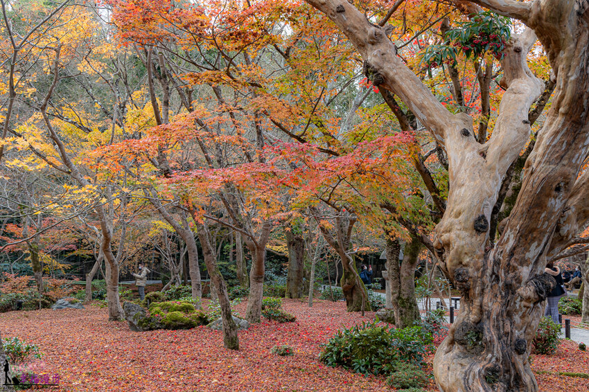 圓光寺|京都府日本–欣賞奔龍石庭的枯山水景色和十牛之庭的楓葉美景,庭園中的小地藏好可愛