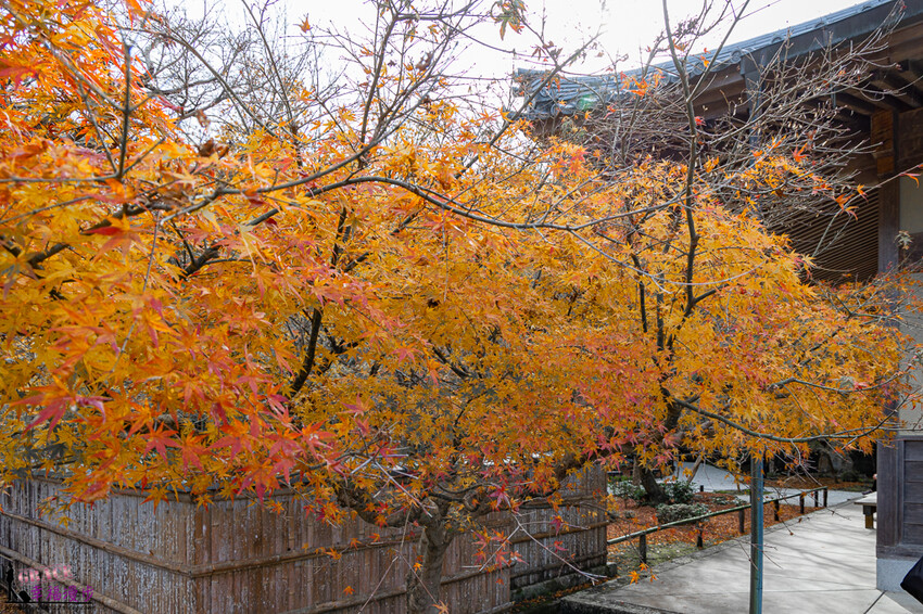 圓光寺|京都府日本–欣賞奔龍石庭的枯山水景色和十牛之庭的楓葉美景,庭園中的小地藏好可愛