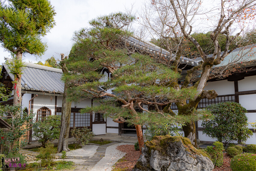 圓光寺|京都府日本–欣賞奔龍石庭的枯山水景色和十牛之庭的楓葉美景,庭園中的小地藏好可愛