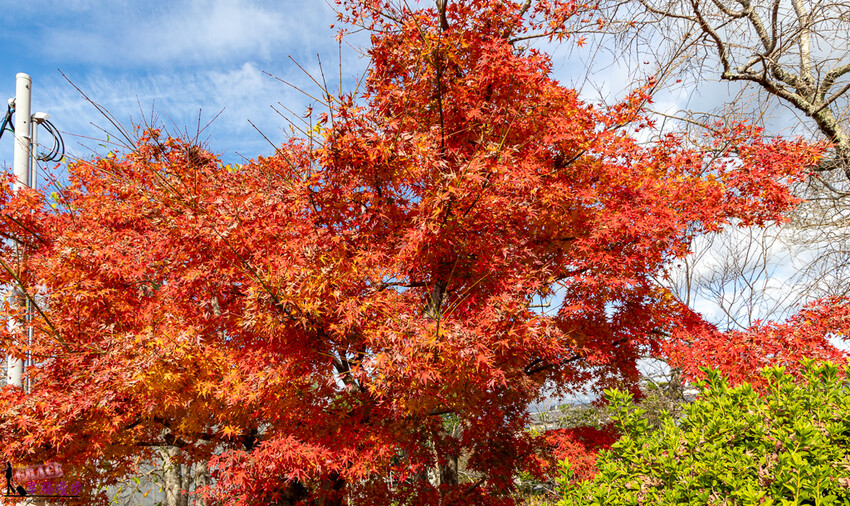 圓光寺|京都府日本–欣賞奔龍石庭的枯山水景色和十牛之庭的楓葉美景,庭園中的小地藏好可愛
