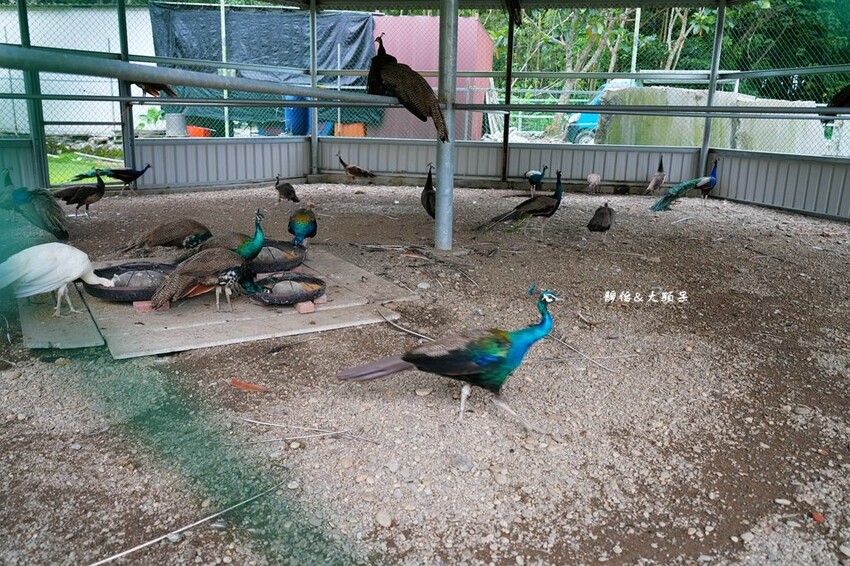 洄瀾灣休閒農場 ❙ 水豚君、狐獴、笑笑羊,還有小火車,花蓮洄 洄瀾灣休閒農場 ❙ 水豚君、狐獴、笑笑羊,還有小火車,花蓮洄