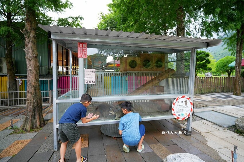 洄瀾灣休閒農場 ❙ 水豚君、狐獴、笑笑羊,還有小火車,花蓮洄 洄瀾灣休閒農場 ❙ 水豚君、狐獴、笑笑羊,還有小火車,花蓮洄