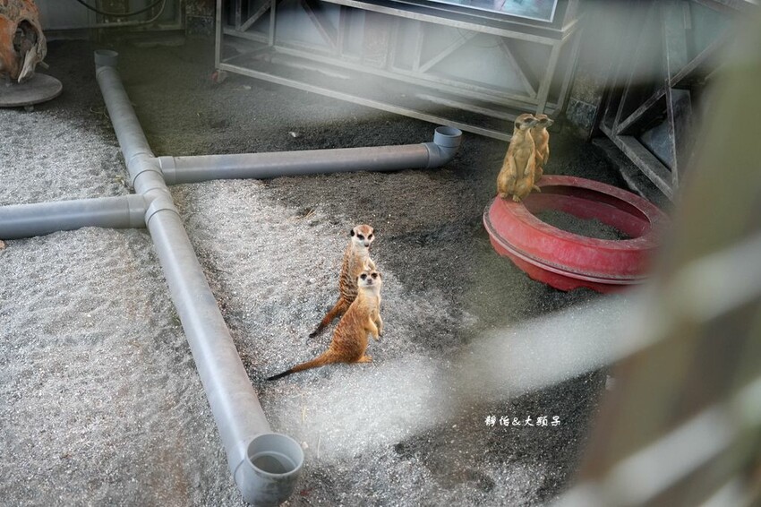 洄瀾灣休閒農場 ❙ 水豚君、狐獴、笑笑羊,還有小火車,花蓮洄 洄瀾灣休閒農場 ❙ 水豚君、狐獴、笑笑羊,還有小火車,花蓮洄