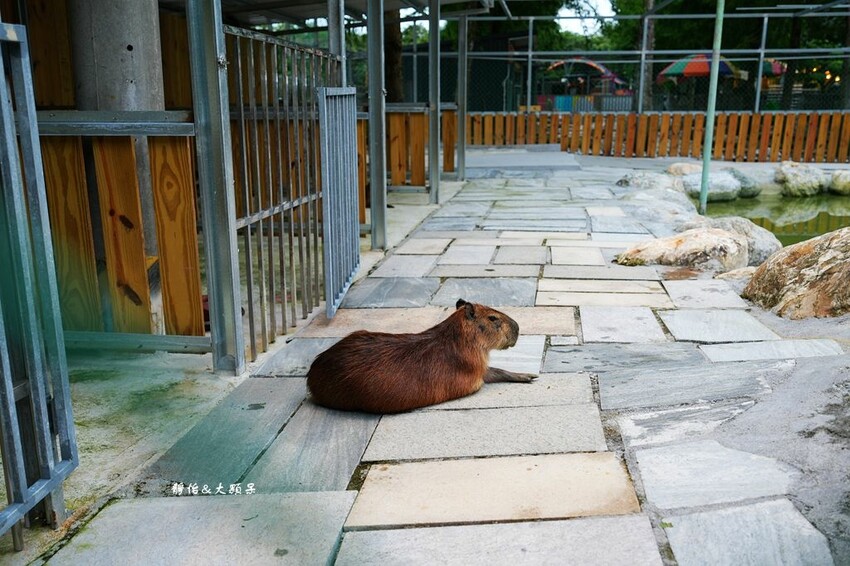 洄瀾灣休閒農場 ❙ 水豚君、狐獴、笑笑羊,還有小火車,花蓮洄 洄瀾灣休閒農場 ❙ 水豚君、狐獴、笑笑羊,還有小火車,花蓮洄