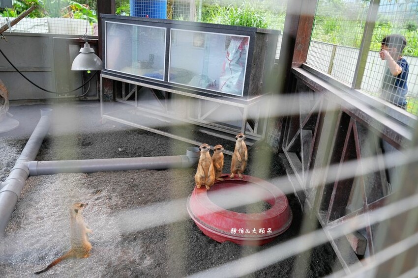 洄瀾灣休閒農場 ❙ 水豚君、狐獴、笑笑羊,還有小火車,花蓮洄 洄瀾灣休閒農場 ❙ 水豚君、狐獴、笑笑羊,還有小火車,花蓮洄