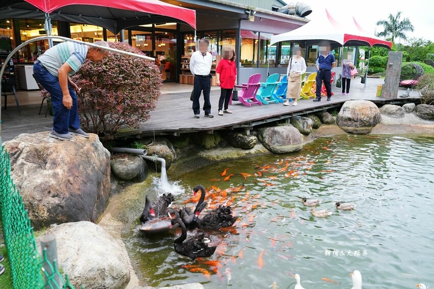 洄瀾灣休閒農場 ❙ 水豚君、狐獴、笑笑羊,還有小火車,花蓮洄 洄瀾灣休閒農場 ❙ 水豚君、狐獴、笑笑羊,還有小火車,花蓮洄