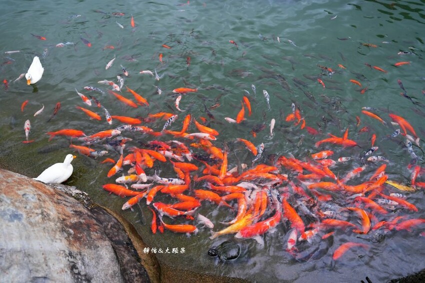 洄瀾灣休閒農場 ❙ 水豚君、狐獴、笑笑羊,還有小火車,花蓮洄 洄瀾灣休閒農場 ❙ 水豚君、狐獴、笑笑羊,還有小火車,花蓮洄