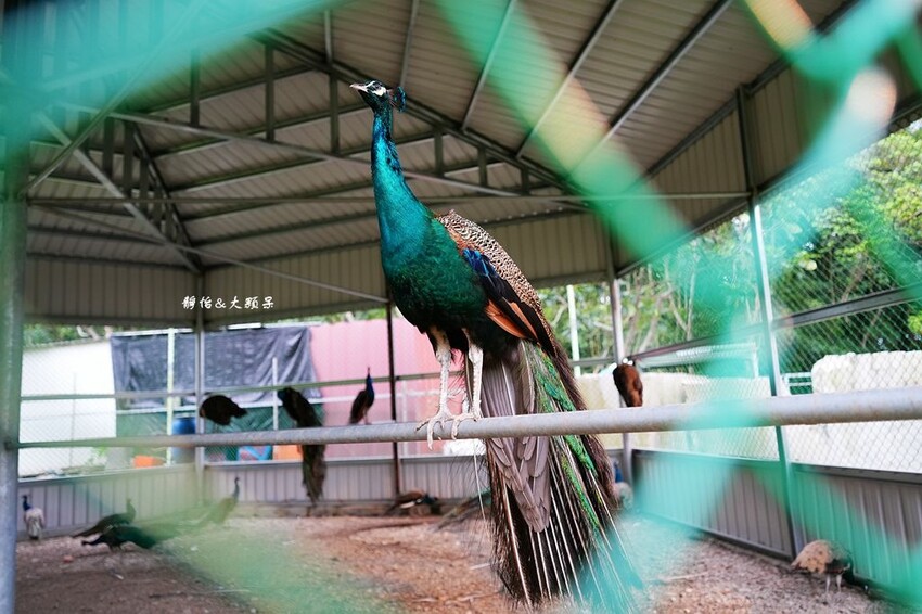 洄瀾灣休閒農場 ❙ 水豚君、狐獴、笑笑羊,還有小火車,花蓮洄 洄瀾灣休閒農場 ❙ 水豚君、狐獴、笑笑羊,還有小火車,花蓮洄