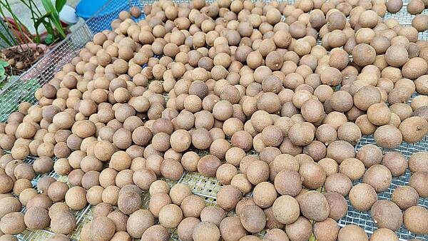 關子嶺親子一日遊｜關子嶺不止有烤雞和溫泉，更有好玩的農場以及咖啡料理、歷史老街哦