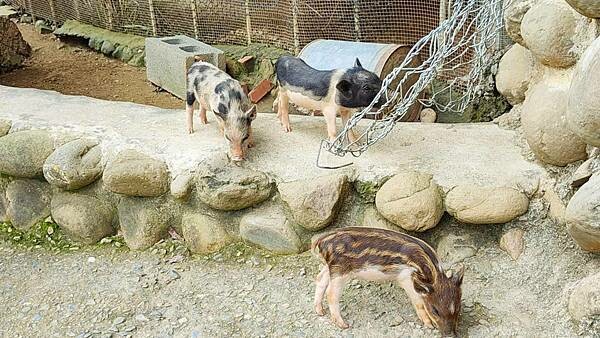 關子嶺親子一日遊｜關子嶺不止有烤雞和溫泉，更有好玩的農場以及咖啡料理、歷史老街哦