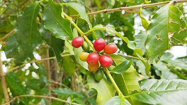 關子嶺親子一日遊｜關子嶺不止有烤雞和溫泉，更有好玩的農場以及咖啡料理、歷史老街哦