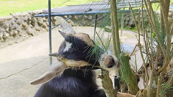 關子嶺親子一日遊｜關子嶺不止有烤雞和溫泉，更有好玩的農場以及咖啡料理、歷史老街哦