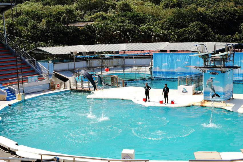 北海岸推薦親子景點，野柳海洋世界，海豚、海獅、高空跳水表演，