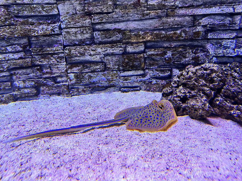 北海岸推薦親子景點，野柳海洋世界，海豚、海獅、高空跳水表演，