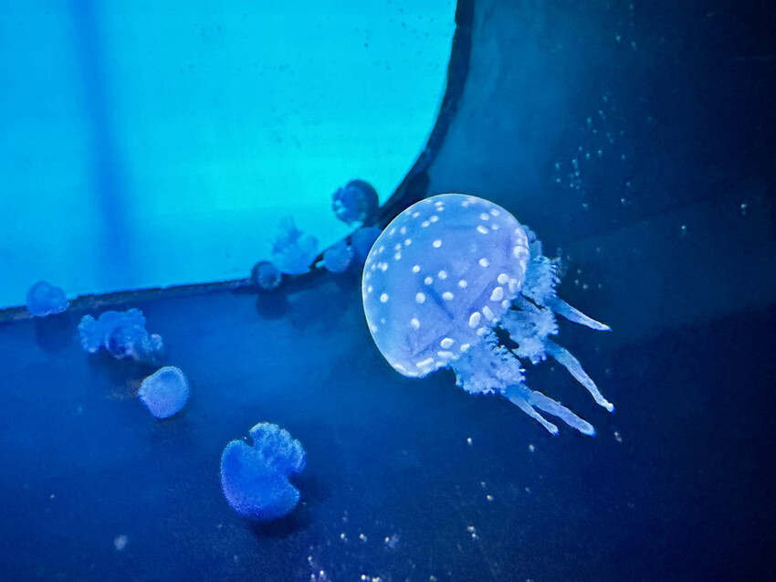 北海岸推薦親子景點，野柳海洋世界，海豚、海獅、高空跳水表演，