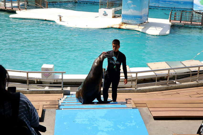 北海岸推薦親子景點，野柳海洋世界，海豚、海獅、高空跳水表演，