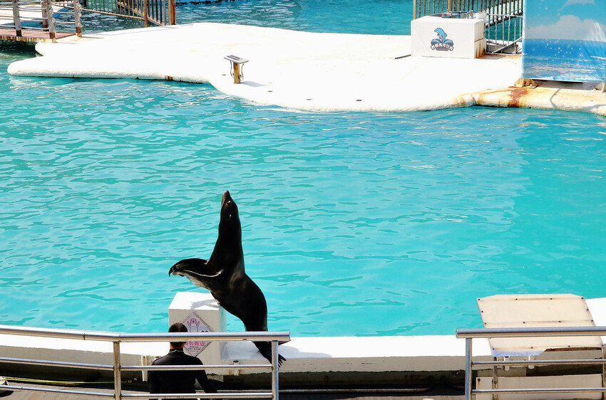 北海岸推薦親子景點，野柳海洋世界，海豚、海獅、高空跳水表演，