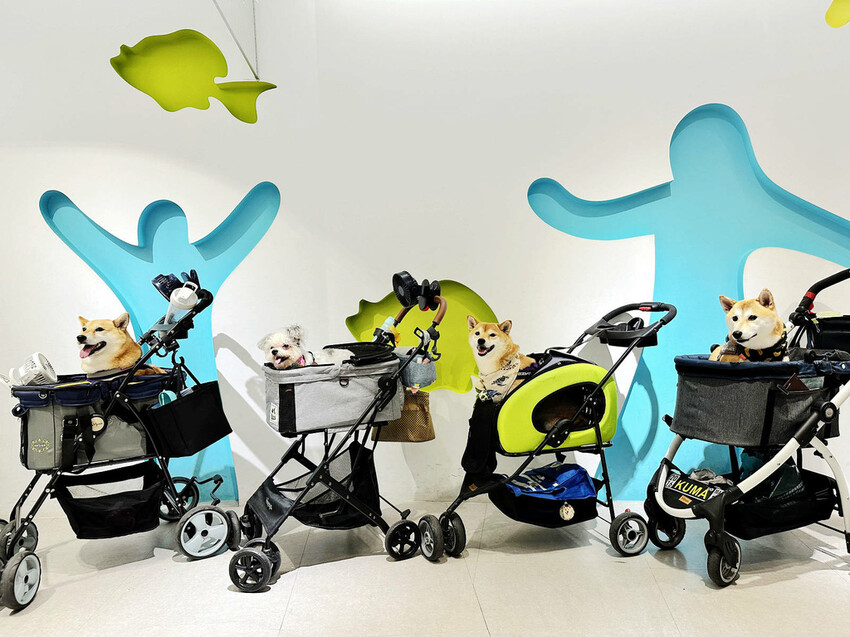 北海岸推薦親子景點，野柳海洋世界，海豚、海獅、高空跳水表演，