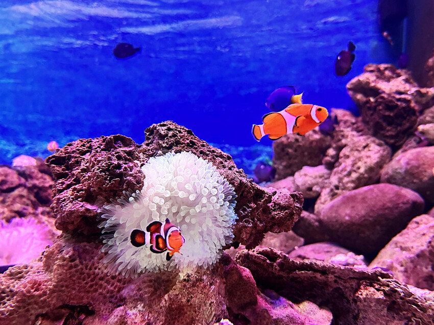 北海岸推薦親子景點，野柳海洋世界，海豚、海獅、高空跳水表演，