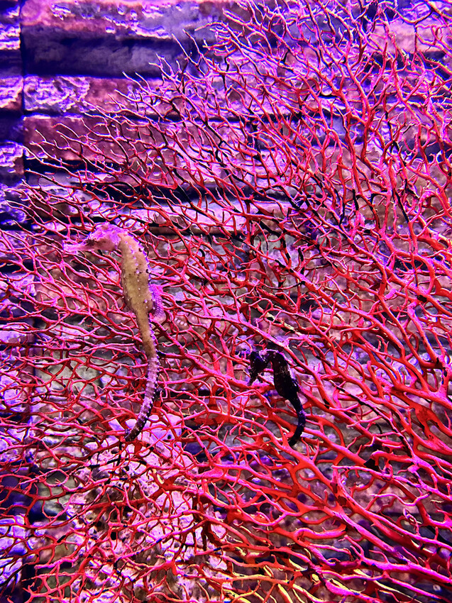 北海岸推薦親子景點，野柳海洋世界，海豚、海獅、高空跳水表演，