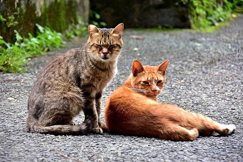 揭開基隆【暖暖】的神秘面紗:基隆河與山巒環繞,自然景觀與在地風情迷人的小鎮