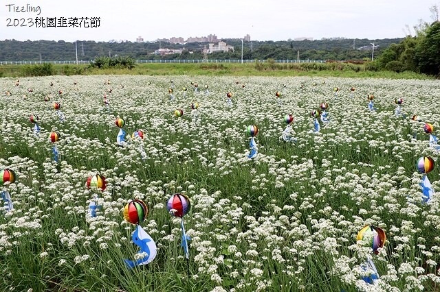 2023大溪韭菜花季|中新里韭菜花田,九月雪季節限定花季:2