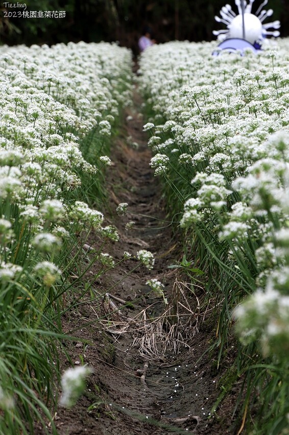 2023大溪韭菜花季|中新里韭菜花田,九月雪季節限定花季:2