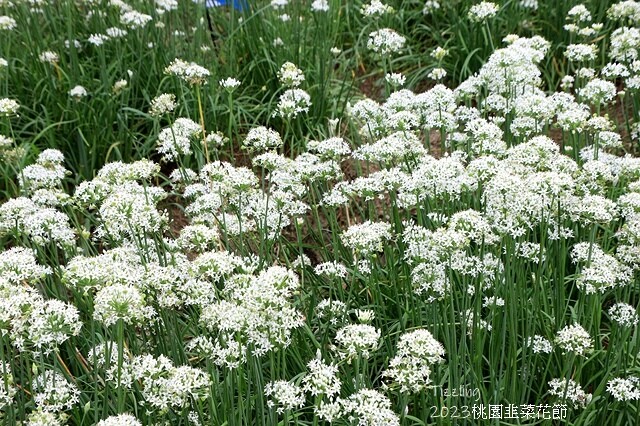 2023大溪韭菜花季|中新里韭菜花田,九月雪季節限定花季:2