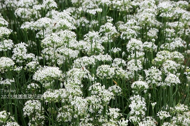 2023大溪韭菜花季|中新里韭菜花田,九月雪季節限定花季:2