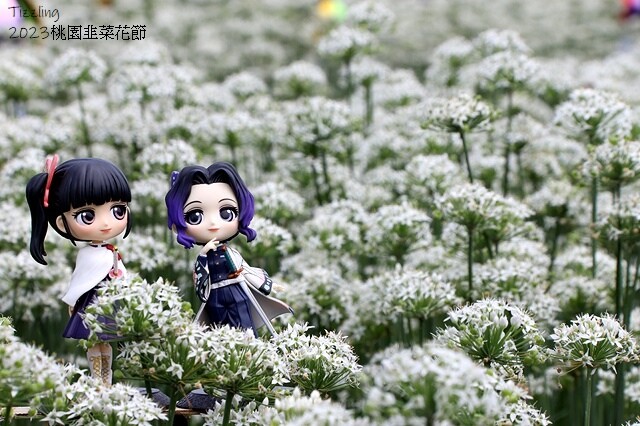 2023大溪韭菜花季|中新里韭菜花田,九月雪季節限定花季:2