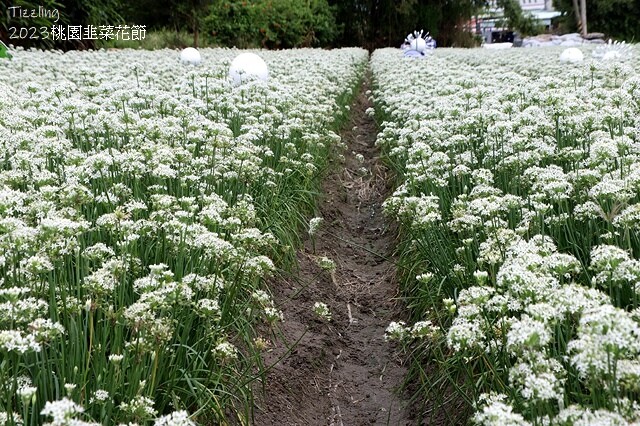 2023大溪韭菜花季|中新里韭菜花田,九月雪季節限定花季:2