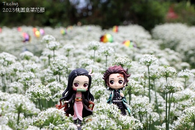 2023大溪韭菜花季|中新里韭菜花田,九月雪季節限定花季:2