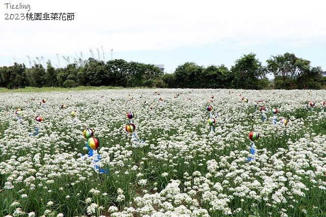 2023大溪韭菜花季|中新里韭菜花田,九月雪季節限定花季:2