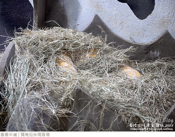 獨角仙休閒農場-58.jpg