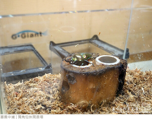 獨角仙休閒農場-54.jpg