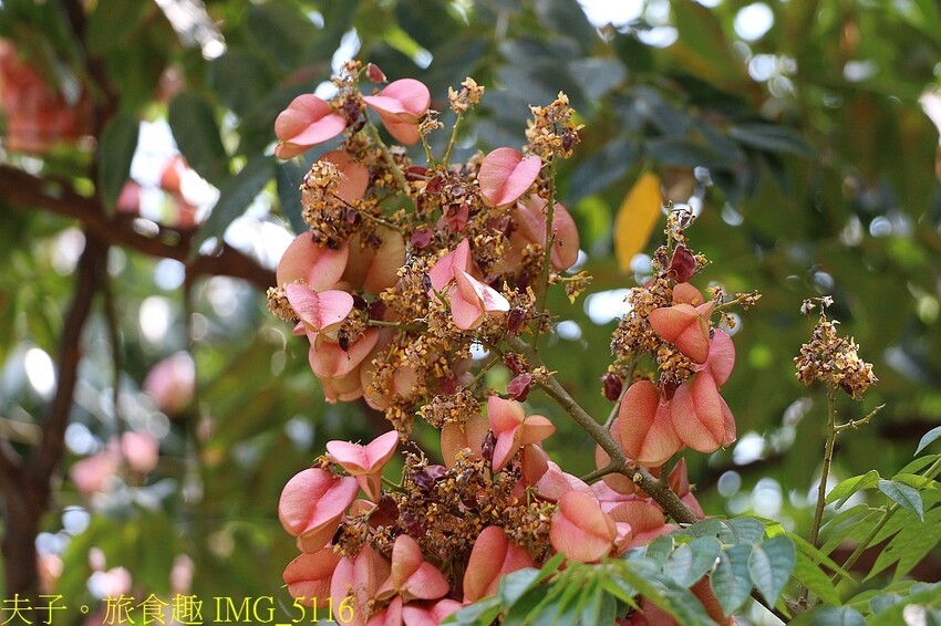 台灣欒樹 台灣金雨樹 燈籠樹 四色樹 都是它的名字