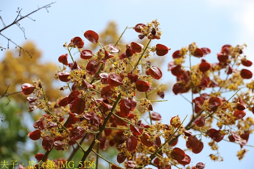台灣欒樹 台灣金雨樹 燈籠樹 四色樹 都是它的名字