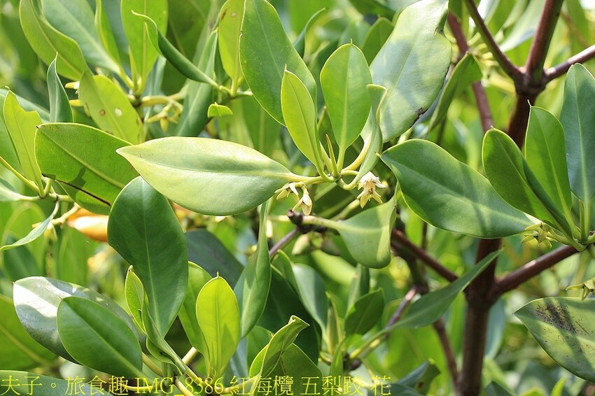 IMG_8386 紅海欖 五梨跤 花.jpg