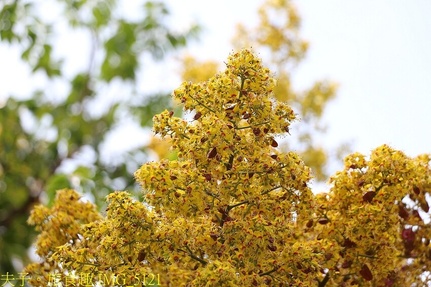 台灣欒樹 台灣金雨樹 燈籠樹 四色樹 都是它的名字