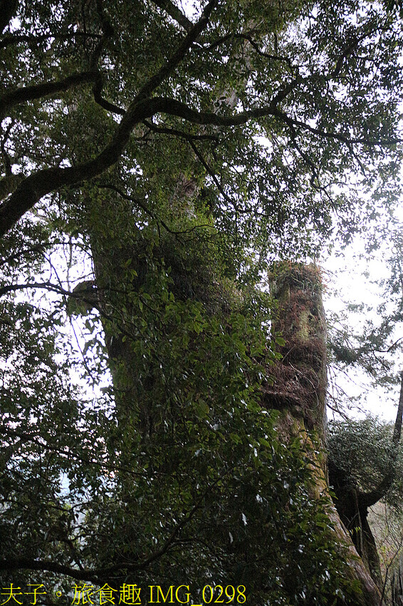 阿里山 特富野古道 拜訪鹿林神木 自忠登山口觀景台 看日出