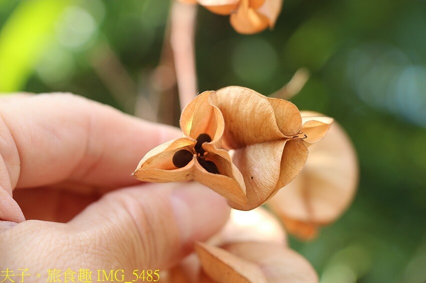 台灣欒樹 台灣金雨樹 燈籠樹 四色樹 都是它的名字