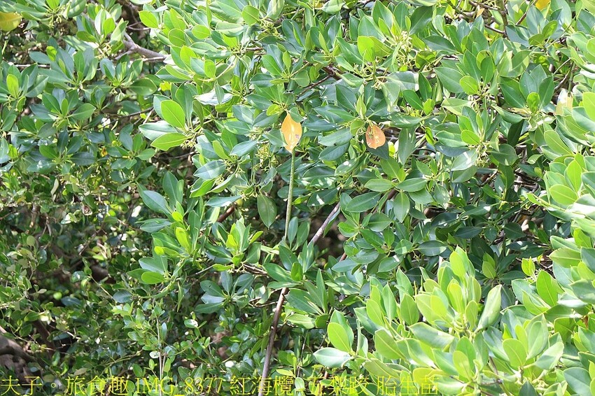 IMG_8377 紅海欖 五梨跤 胎生苗.jpg