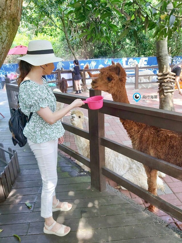 近距離接觸！小朋友超愛的可愛小動物 草泥馬 天竺鼠 小兔子 還有浪漫場景超好拍