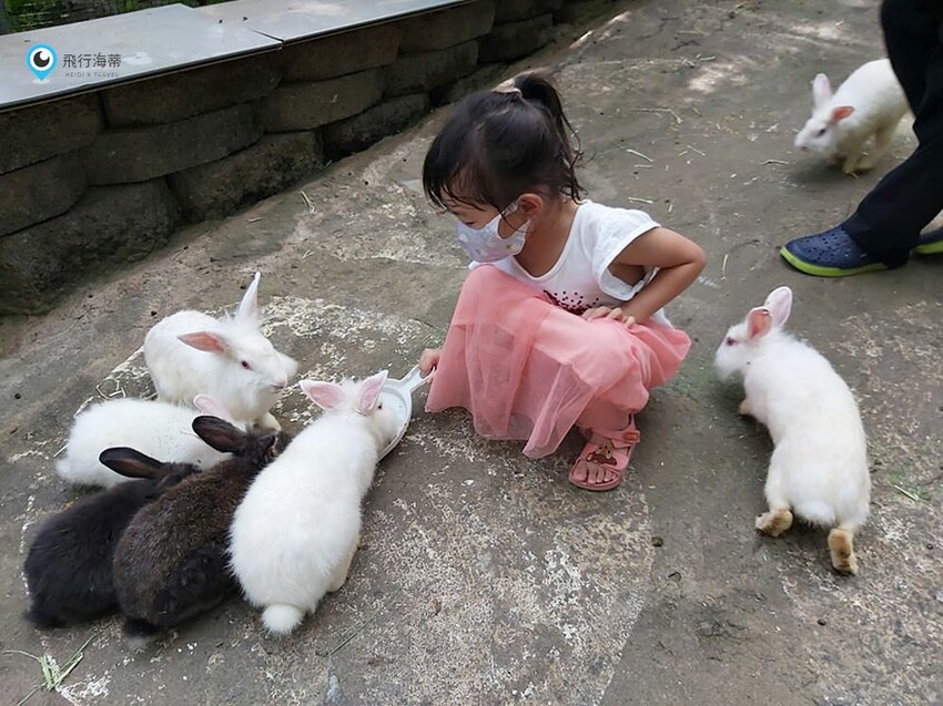 近距離接觸！小朋友超愛的可愛小動物 草泥馬 天竺鼠 小兔子 還有浪漫場景超好拍
