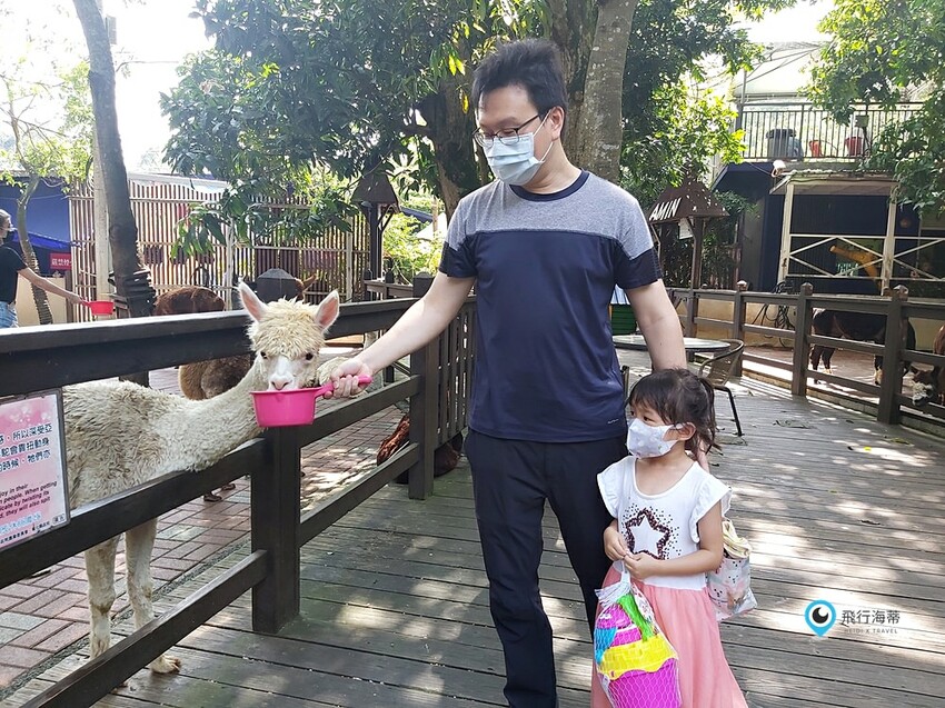 近距離接觸！小朋友超愛的可愛小動物 草泥馬 天竺鼠 小兔子 還有浪漫場景超好拍