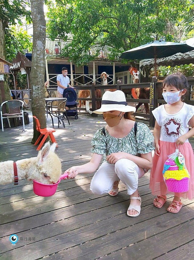 近距離接觸！小朋友超愛的可愛小動物 草泥馬 天竺鼠 小兔子 還有浪漫場景超好拍