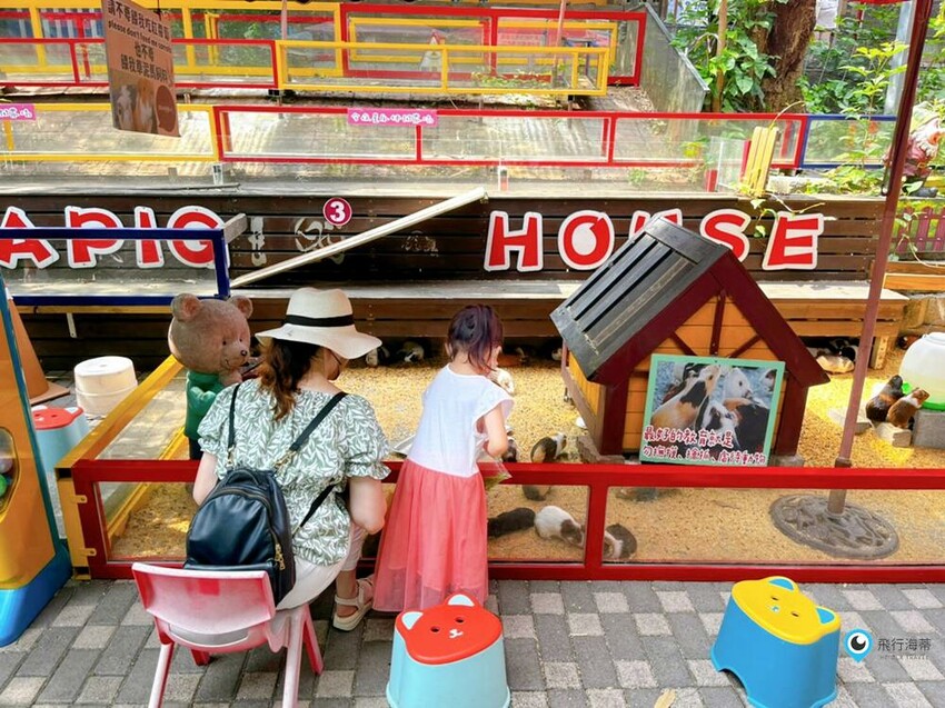 近距離接觸！小朋友超愛的可愛小動物 草泥馬 天竺鼠 小兔子 還有浪漫場景超好拍