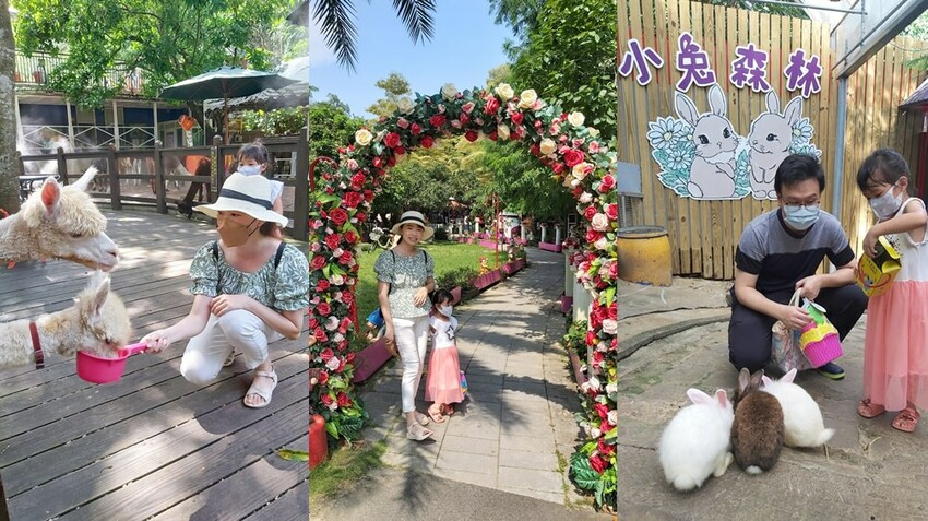 近距離接觸！小朋友超愛的可愛小動物 草泥馬 天竺鼠 小兔子 還有浪漫場景超好拍