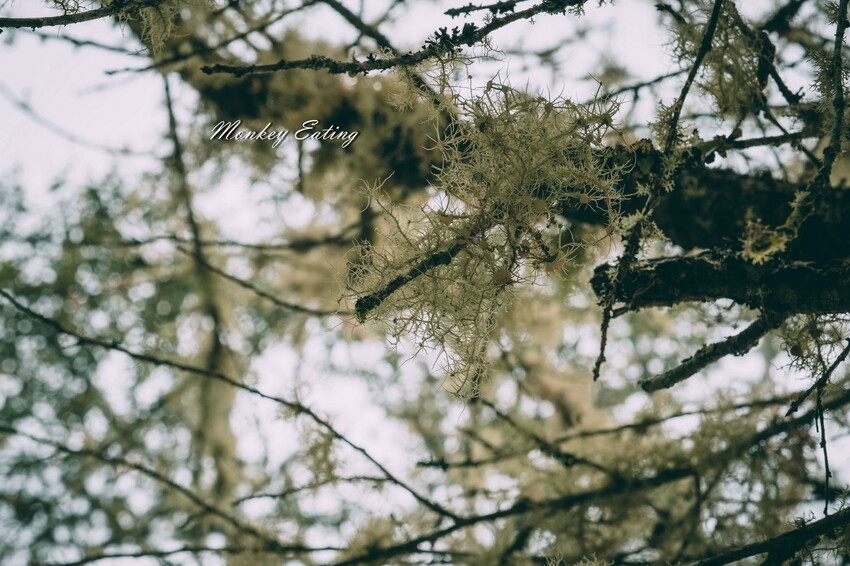 【南投景點】麟趾山-鹿林山-鹿林前山O型縱走，塔塔加健行一日遊，免申請眺望玉山群峰！ - 貪吃猴的幻想