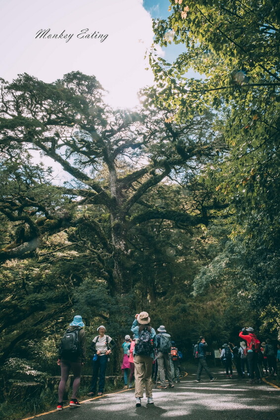 【南投景點】麟趾山-鹿林山-鹿林前山O型縱走，塔塔加健行一日遊，免申請眺望玉山群峰！ - 貪吃猴的幻想